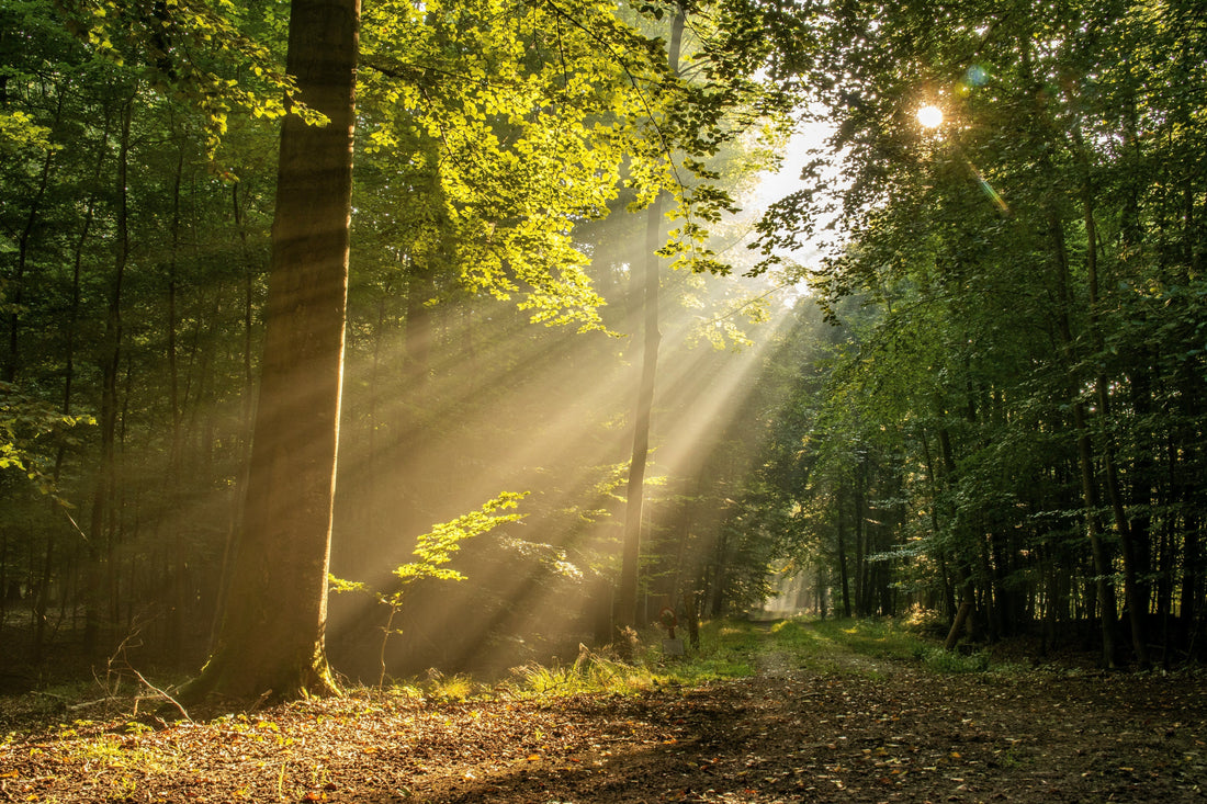 Soaking up the sun: your ultimate summer guide to vitamin D